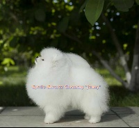 Étalon Spitz allemand - apollon alvarez Givenshy