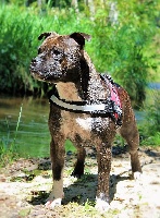 Étalon Staffordshire Bull Terrier - Rahzel's stars Loch ness
