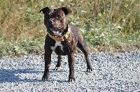 Étalon Staffordshire Bull Terrier - Jazzy De Power Breton