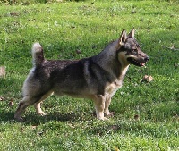 Étalon Spitz des Visigoths - z-ti Leonard