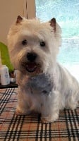 Étalon West Highland White Terrier - Delbret's Deluxe