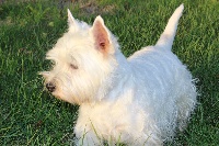 Étalon West Highland White Terrier - Justine du Domaine de Souvigny