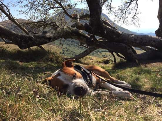 Lealta's Edition Largo