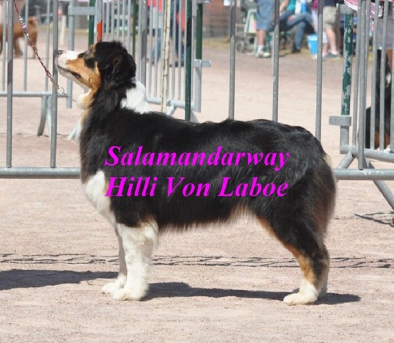 Publication : Salamandarway Auteur : Salamandarway