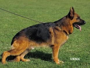 Uno Vom trompetersprung