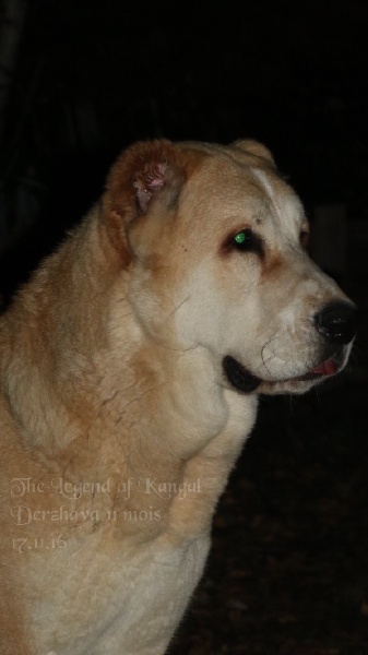 Publication : The Legend Of Kangal Auteur : Antunes Amelle