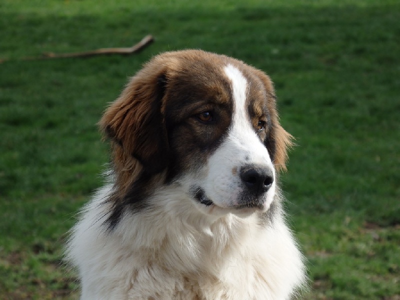 Publication : Mellowfield's Auteur : CONCHON JP