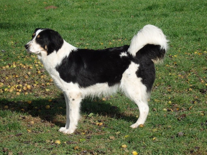 Publication : Mellowfield's Auteur : CONCHON JP