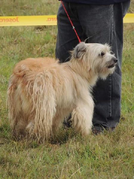 Publication : Astazou Rose des Neiges Auteur : Rose. L