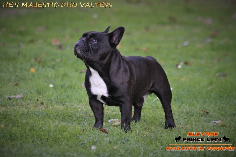 He's majestic dho Valtess