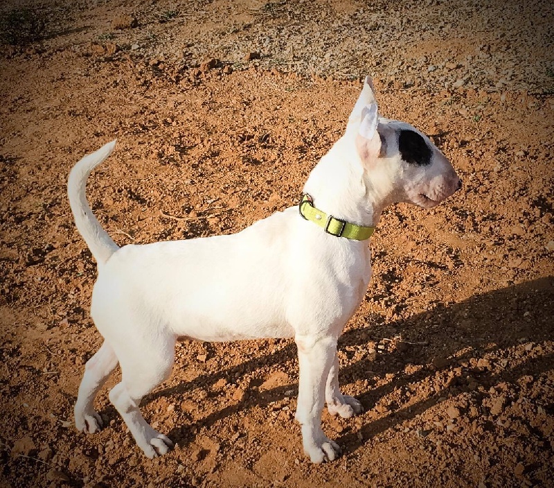 Publication : Madman's Dream Auteur : Flavie Moreau