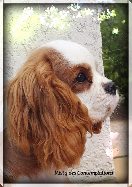 Publication : Des contemplations 