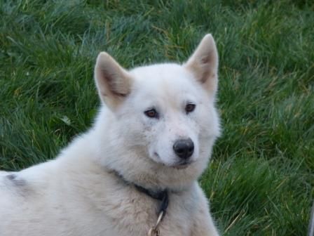 Publication : A Ton étoile Auteur : R BREZOUT