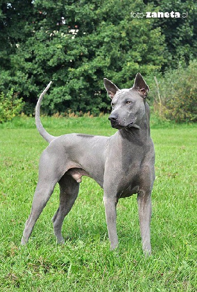 CH. The arrowroot plants (Sans Affixe)