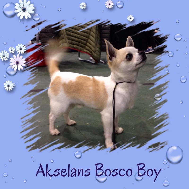 akselans Bosco boy