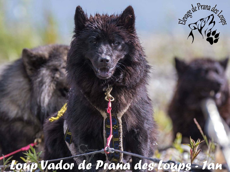 Publication : De Prana Des Loups 