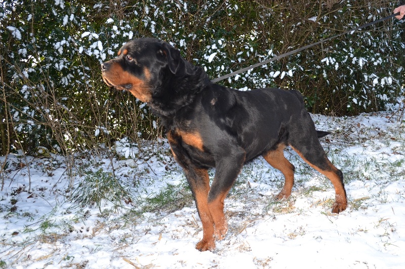 G-star (Sans Affixe)