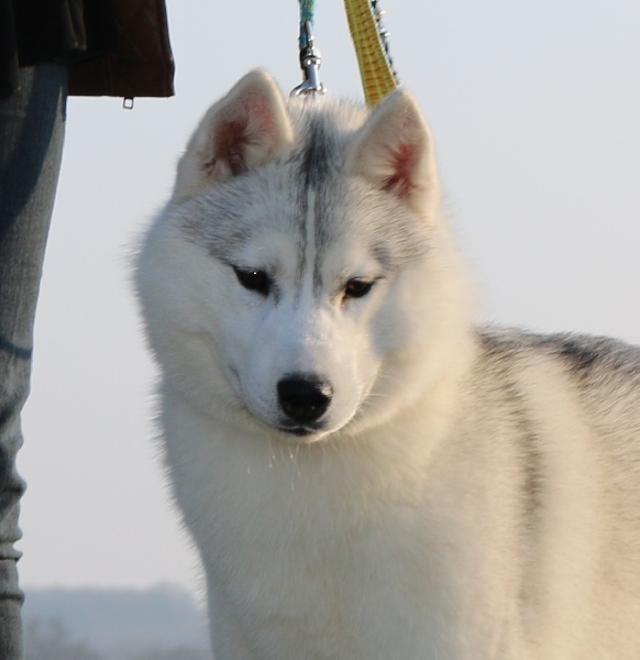 Publication : Of Wolf Siberian Song 