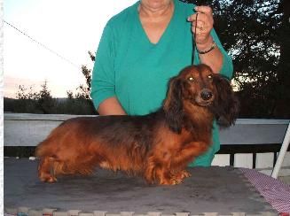 CH. hoophill Enfant terrible