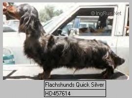 CH. flachshunds Quick silver