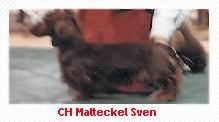 CH. malteckel Sven