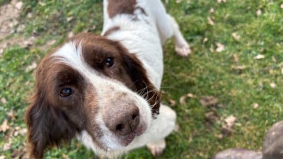 Étalon English Springer Spaniel - Las vegas des Etangs de Dame Blanche