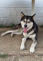 Étalon Alaskan Malamute - Heaven for everyone of Greystone Shadow