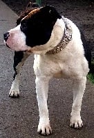 Étalon American Staffordshire Terrier - Iankee Blue-diamond's