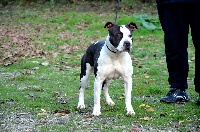 Étalon American Staffordshire Terrier - J'athena fitness park
