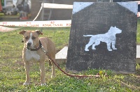 Étalon American Staffordshire Terrier - TR. Ianna du Sarmizegetusa Regia