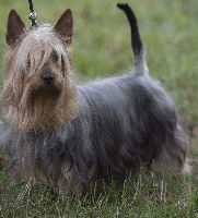Étalon Australian Silky Terrier - CH. Nice boy of Silky's Paradise