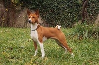 Étalon Basenji - CH. Louxor, le galopin des fringants complices