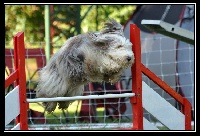 Étalon Bearded Collie - Jadore Los pitchous brensol