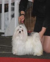 Étalon Bichon maltais - CH. Lolita lempicka Du haut marais