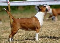 Étalon Bull Terrier - CH. dajusa Rebel red