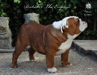 Étalon Bulldog Anglais - britisher The empress (emma)