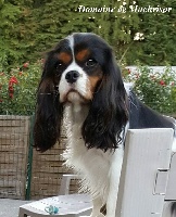 Étalon Cavalier King Charles Spaniel - Ich liebe du domaine de machrisor