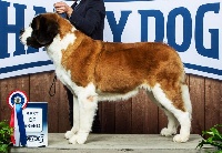 Étalon Chien du Saint-Bernard - CH. Nairobi Van'T Hof Ten Eynder