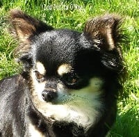 Étalon Chihuahua - Dolce vita de Crystal Bully Bully