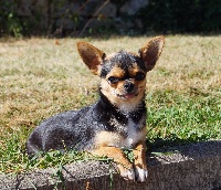Étalon Chihuahua - French Style JaÏa bella