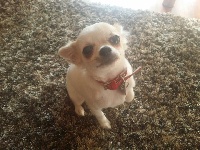 Étalon Chihuahua - Minnie Titre Initial