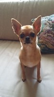 Étalon Chihuahua - Joddy Des Petits Zamours