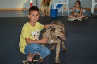 Étalon Dogue de Majorque - Innamoramento. Casus B'hell Ly