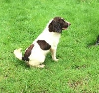 Étalon English Springer Spaniel - Las vegas des Etangs de Dame Blanche