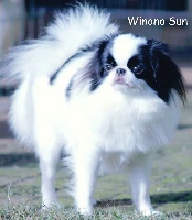 Étalon Epagneul Japonais - simsalachin Winona sun