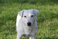 Étalon Jack Russell Terrier - Hyoupla boum De malaga