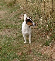 Étalon Jack Russell Terrier - Mona du domaine du rupt de mad