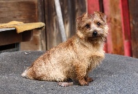 Étalon Norfolk Terrier - CH. Asterus Play fair'n smart