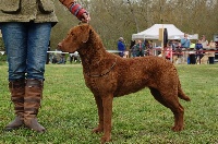 Étalon Retriever de la baie de Chesapeake - CH. Ivory queen Of Potomac River