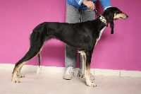 Étalon Saluki - Lanvin del borghino